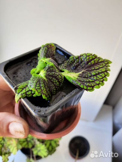 Бегония тигровая, колеос, лесные кактусы