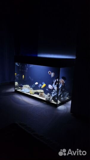 Аквариум с рыбками