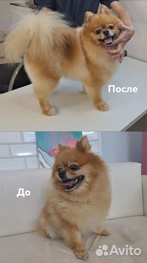 Груминг, стрижка собак и кошек