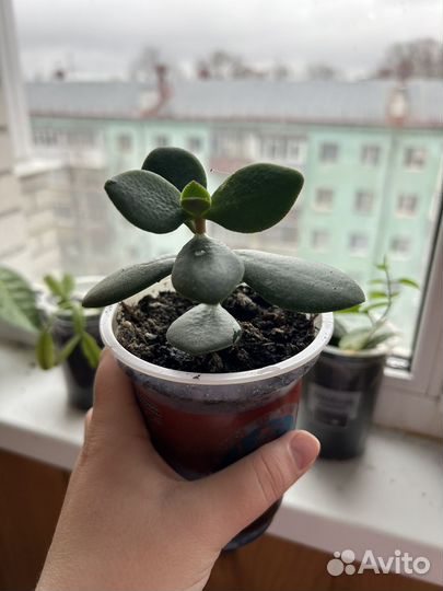 Денежное дерево (толстянка)