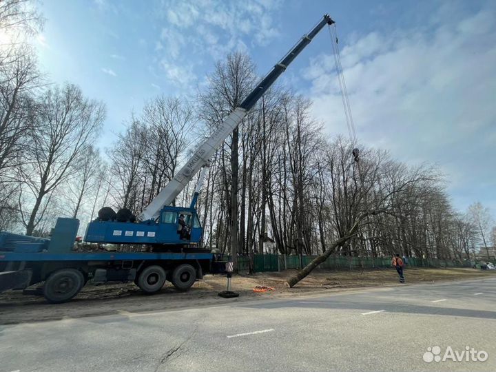 Спил аварийных деревьев