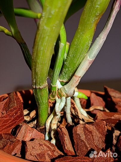 Орхидея каттлея