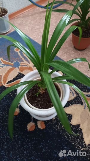 Монстера и пальма