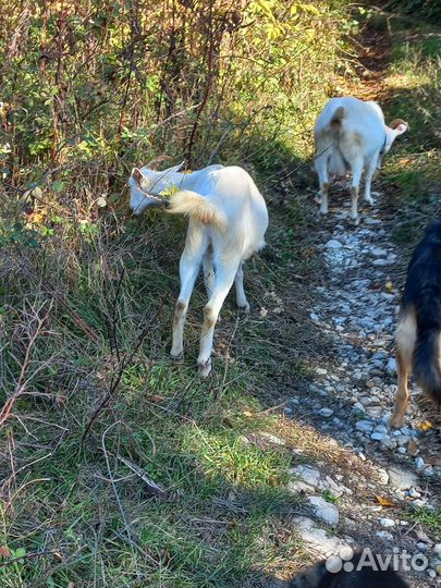 Зааненские козы племенные