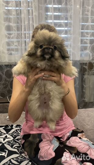 Щенки пекинеса