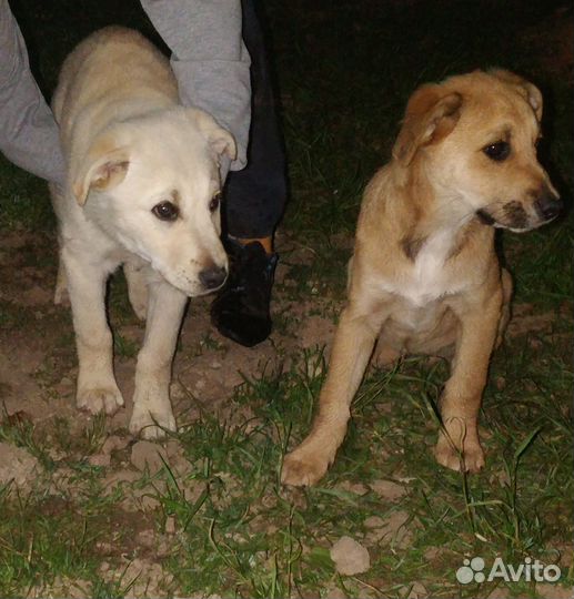 Собака в добрые руки отдам бесплатно