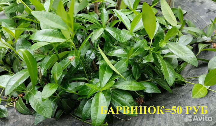 Садовые цветы - многолетники