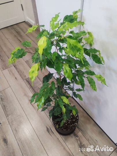 Фикус бенджамина голден моник