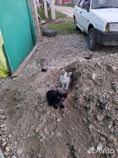 Котята в добрые руки