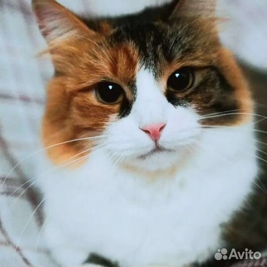 Красавица Эффи