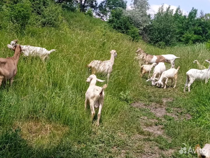 Нубинские козы