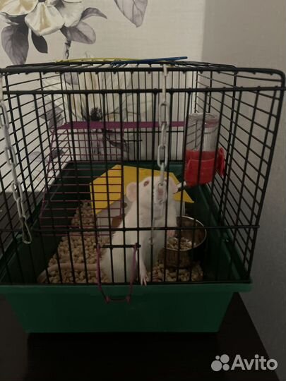 Крыса с клеткой