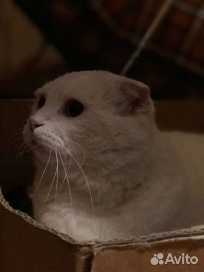 Шотландская вислоухая кошка бесплатно