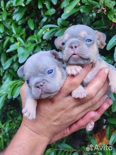 Французята