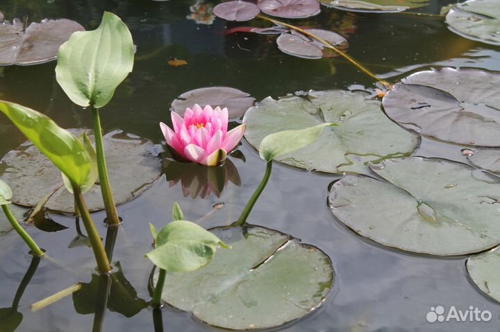 Кувшинка (Нимфея)