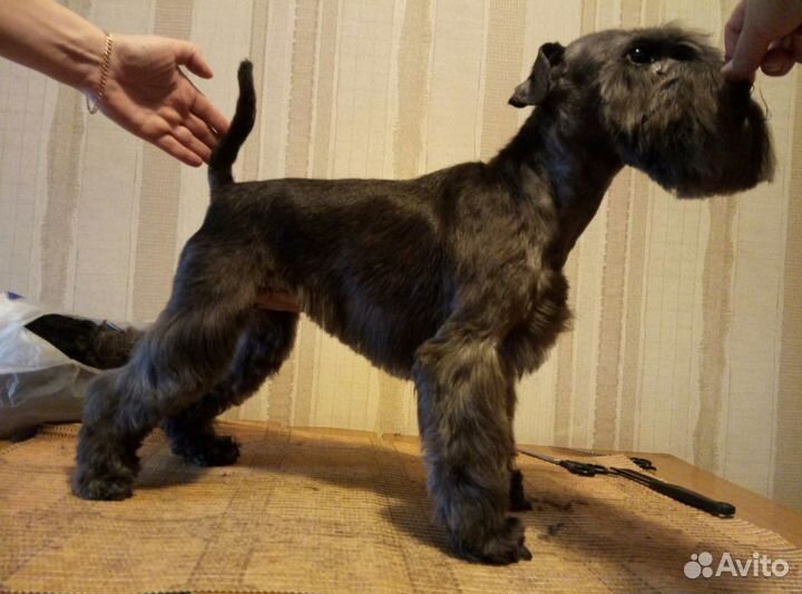 Груминг (стрижка) собак