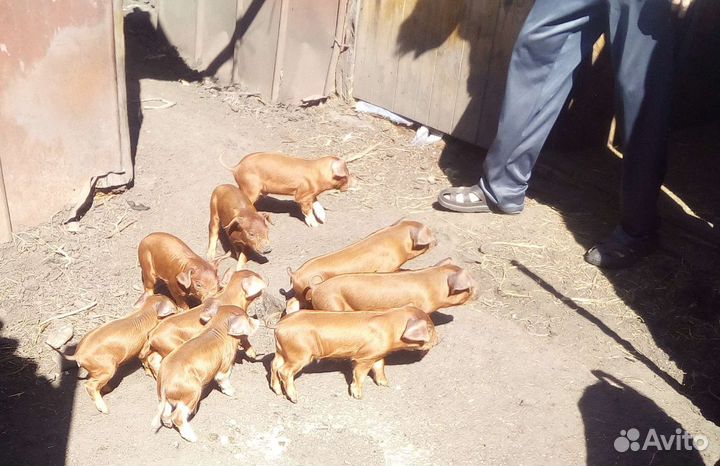 Поросята породы Дюрок