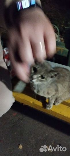 Молодой кот