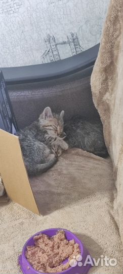 Котятки в добрые руки