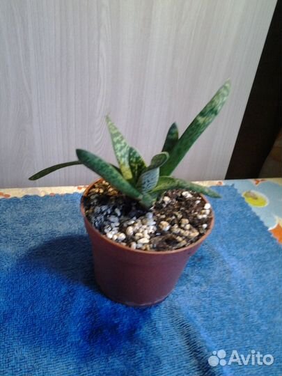 Комнатные растения- гибискус