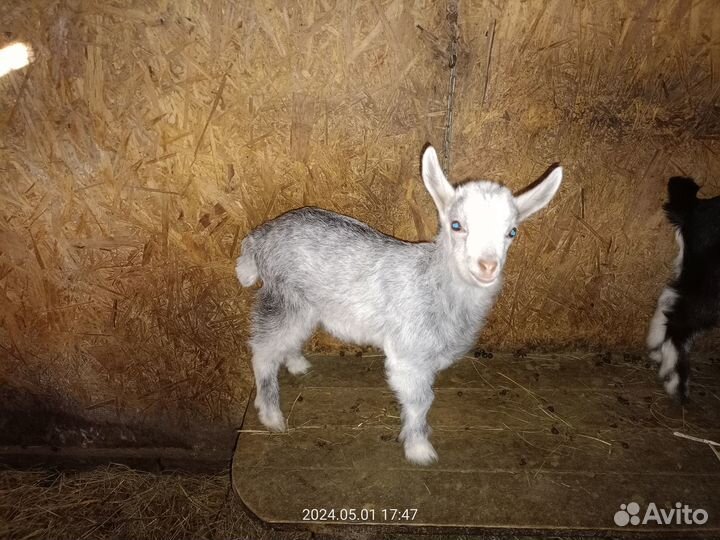 Продам козлят