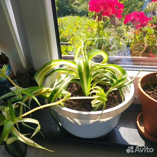 Хлорофитум волнистый