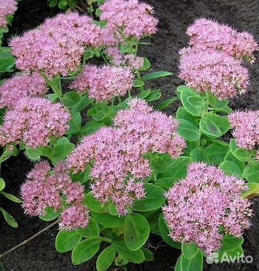 Очиток видный