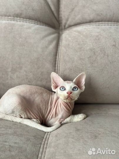 Котята девон-рекс
