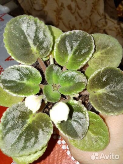 Фиалка Ле Элли