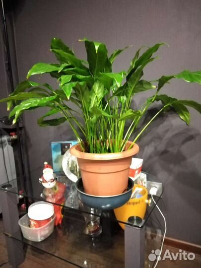 Спатифиллум