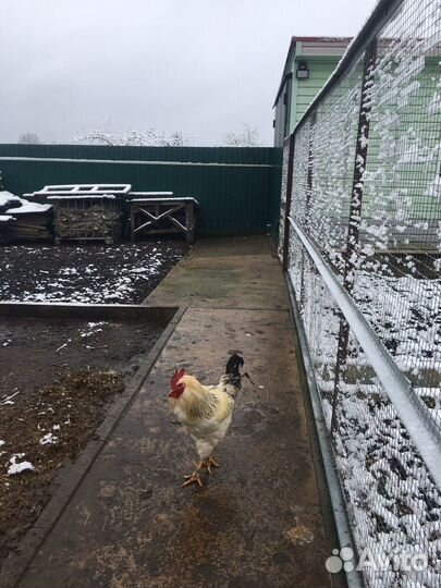 Молодые Петухи