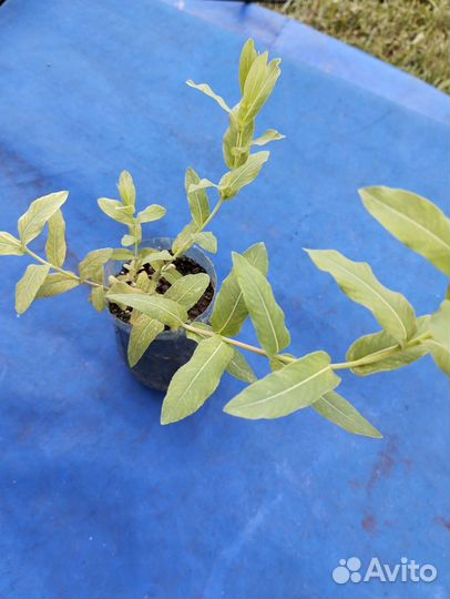 Ива хакуро-нишики