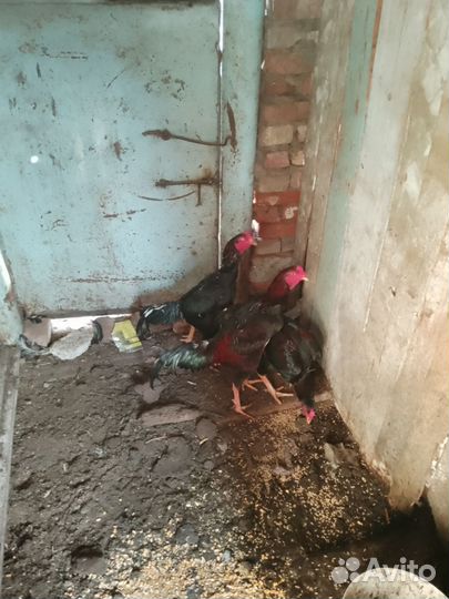 Бойцовые петухи