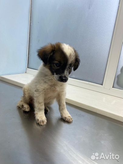 Щенок, выкинули, 2 месяца, в частный дом