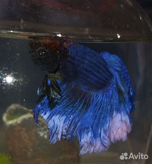 Рыбка петушок