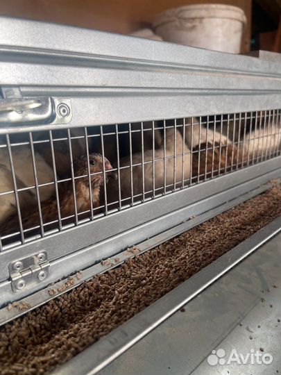Клетка для содержания перепелов