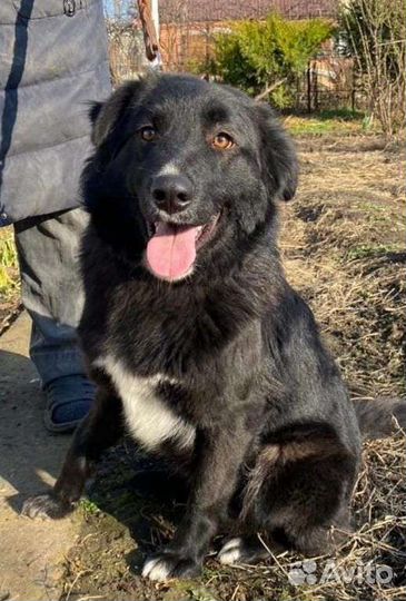 Собака молодая добрая красивая