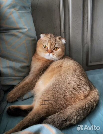 Шотландская кошка вязка