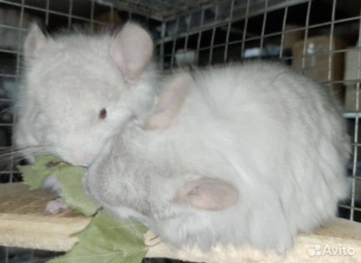 Ангорская Шиншилла