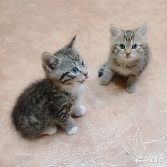 Отдам котенка в добрые руки