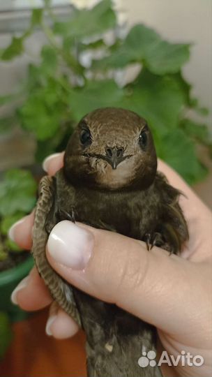 Птенец стрижа