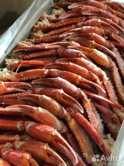 Клешня краба стригуна свежий вылов