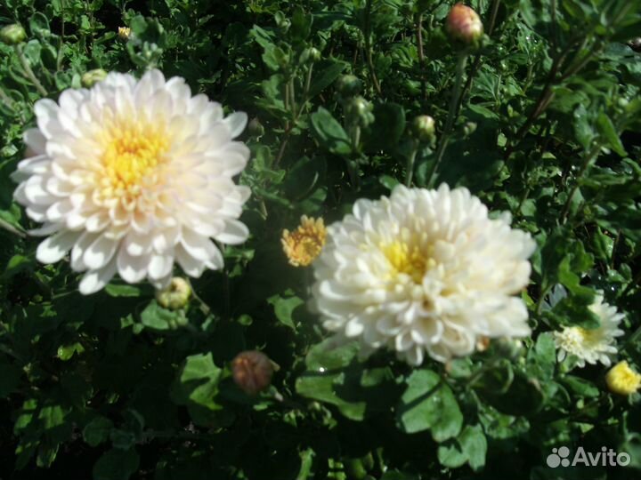 Садовые растения. Хризантема