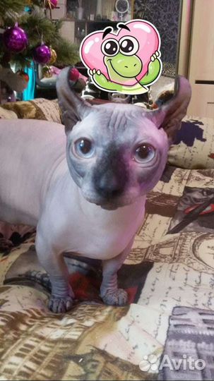 Двэльф вязка