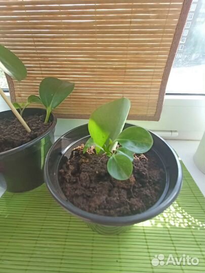 Дендробиум фаленопсис кактус