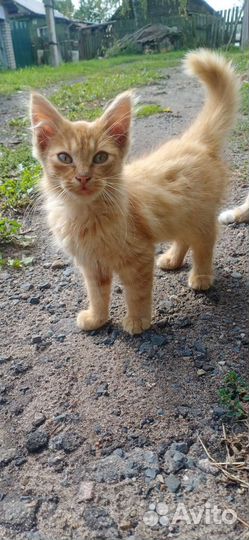 Котик в добрые руки обработан