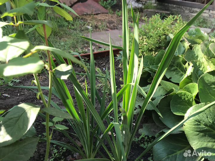 Растения для дачи и сада