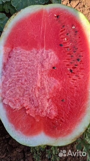 Лук репчатый оптом и Арбуз