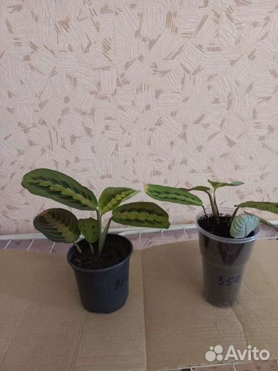 Маранта триколор