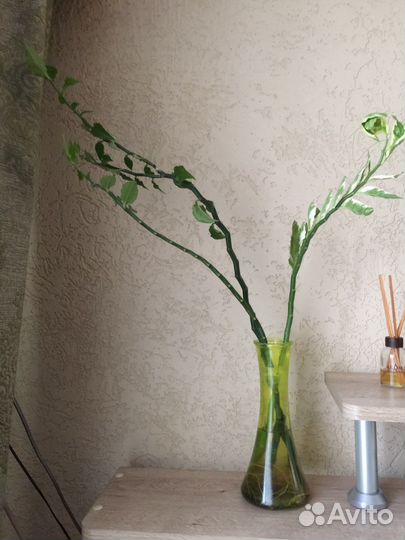 Педилантус два вида